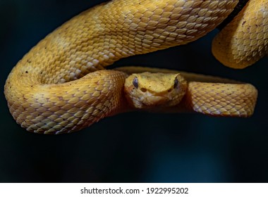 Yellow Eyelash Viper
Bothriechis Schlegelii