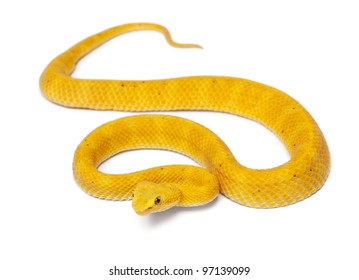 Yellow Eyelash Viper - Bothriechis schlegelii, poisonous, white background