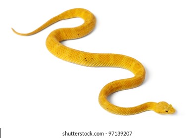 Yellow Eyelash Viper - Bothriechis schlegelii, poisonous, white background