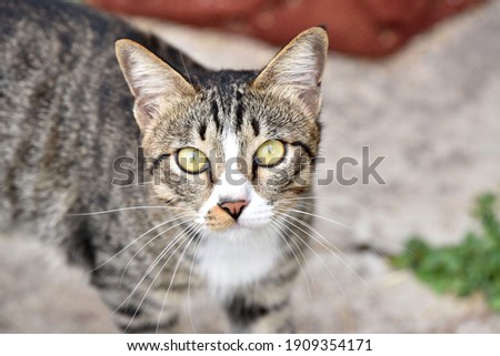 Similar – Cat Close-Up Animal Pet