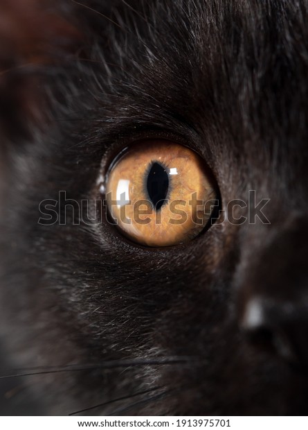 Yellow eyes on the\
face of a black cat.\
Macro