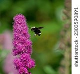 A yellow faced bumble bee (Bombus vosnesenskii) hovers in front of a pink wildflower (Spiraea douglasii), before it lands, southern Vancouver Island, British Columbia