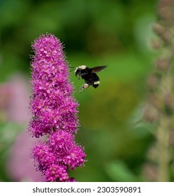 A yellow faced bumble bee (Bombus vosnesenskii) hovers in front of a pink wildflower (Spiraea douglasii), before it lands, southern Vancouver Island, British Columbia