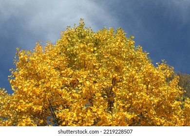 The yellow fall colours of the Tulip Poplar tree.  - Shutterstock ID 2219228507