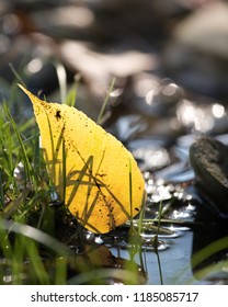 Yellow fall leaf in a puddle