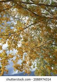 Yellow Fall Poplars On Shore Of Lake Chelan, Wapato Point In Manson, Washington