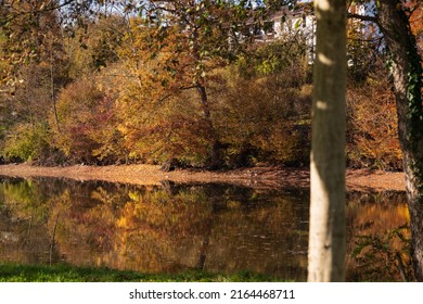 Yellow Fall Trees Above The Lake On The Countryside