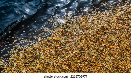 Yellow Fallen Autumn Leaves Floating On The Water