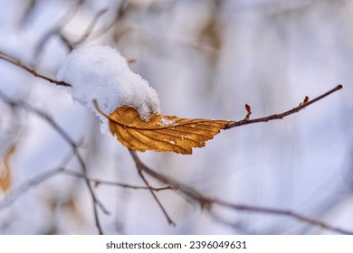 The yellow fallen leaf on the tree branch covered with snow. Vancouver. BC. Canada