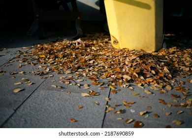 Yellow fallen leaves on the pavement