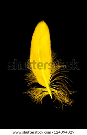 Yellow feather isolated on black background