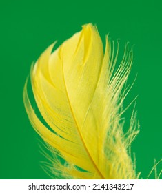 Yellow Feather Isolated On Green Background. Close-up