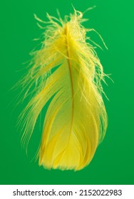 Yellow Feather Isolated On Green Background. Close-up