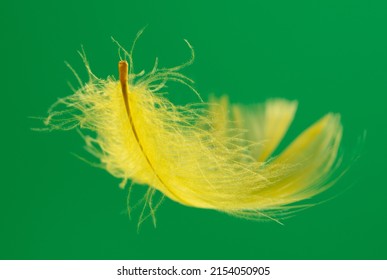 Yellow Feather Isolated On Green Background. Close-up