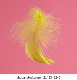 Yellow Feather Isolated On A Pink Background. Close-up