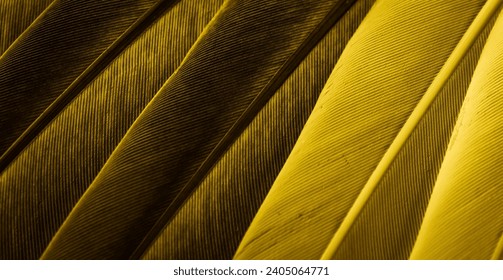 yellow feather pigeon macro photo. texture or background - Powered by Shutterstock