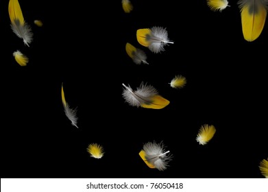 Yellow feathers with black background. Composite image with selective focus.