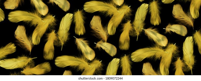 654,110 Yellow feather Images, Stock Photos & Vectors | Shutterstock