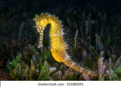 A Yellow Female Common Seahorse (Hippocampus Taeniopterus) on the ocean bottom.  Underwater Photo.