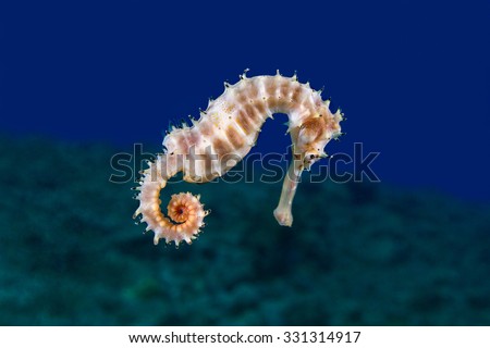 A Yellow Female Common Seahorse (Hippocampus Taeniopterus) on the ocean bottom.  Underwater Photo.