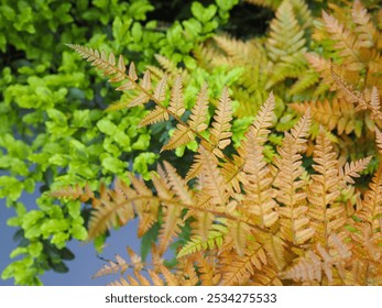 Yellow fern close up in the autumn forest with green leaves as background - Powered by Shutterstock