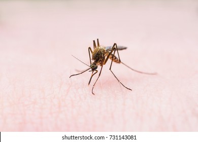 Yellow Fever, Malaria Or Zika Virus Infected Mosquito Insect Bite