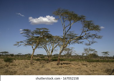 Yellow Fever Tree,  Acacia Xanthophloea, Tanzania