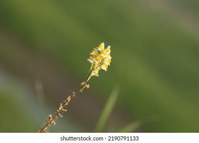 Yellow Field Flower On A Sunny Morning. Western Siberia. Russia