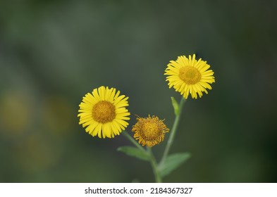 Yellow Field Flower, Pulicaria Dysenterica Called Field Pulicaria On Green Background Of Spontaneous Vegetation In Natural Biotope. Flowering In Summer.