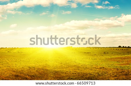 Yellow field of haystacks under blue sky. Sunset.