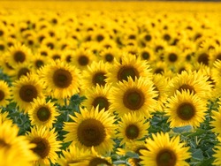 Yellow Field Of Sunflowers Close-up