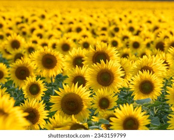 Yellow field of sunflowers close-up - Powered by Shutterstock