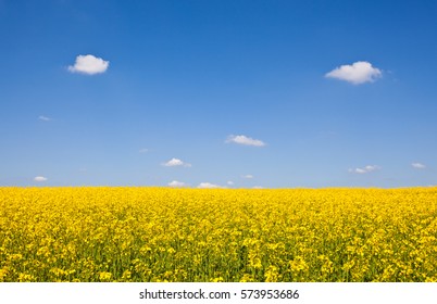 Yellow Field, Surrey UK