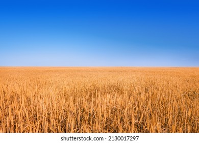 Yellow field under deep blue sky. Panoramic view - Shutterstock ID 2130017297