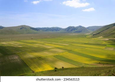 Yellow fields