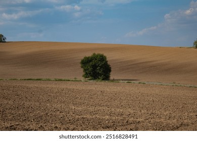 yellow fields, clear sky, lonely tree. trip out of town, relaxation alone, connection with nature - Powered by Shutterstock