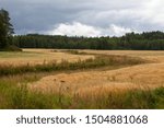 The yellow fields of ripe wheat surrounded with the forest create pastoral countryside landscape in North Karelia in Finland.