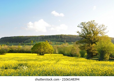 Yellow Fields Of Summer In The UK.