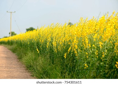 Yellow fields in the valley