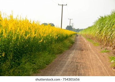 Yellow fields in the valley