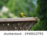 Yellow Finch Bird on Fence