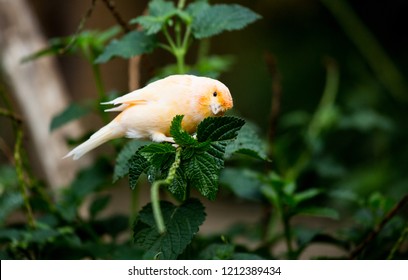 Yellow Finch At Bloedel Conservatory