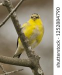 Yellow Finch on the Connecitcut Shoreline