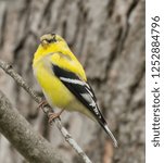 Yellow Finch on the Connecitcut Shoreline