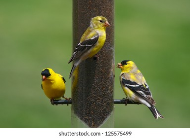 Yellow Finch On A Feeder