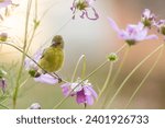 yellow finch perched on a flower stem