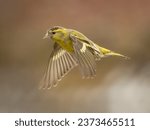 A yellow finch of some sort in flight.