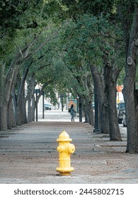 Yellow fire hydrant in front of boulevard with trees