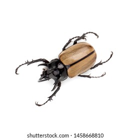 749 5 Horned Rhinoceros Beetle Images, Stock Photos & Vectors ...