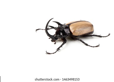 749 5 Horned Rhinoceros Beetle Images, Stock Photos & Vectors ...